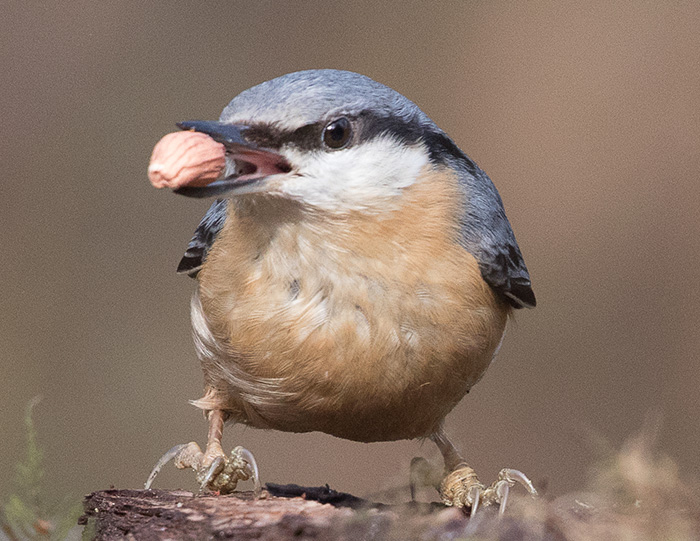 2nd - Nuthatch by Terri Adcock