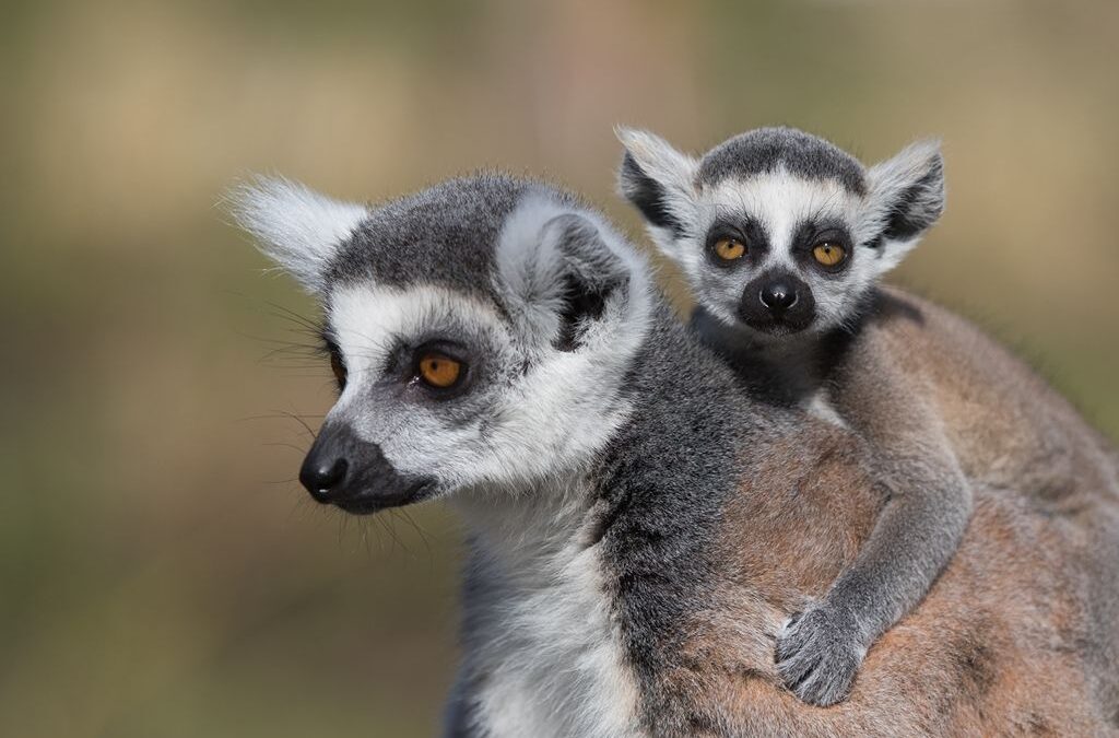 COMMENDED – Lemur and Baby_Carrie Eva