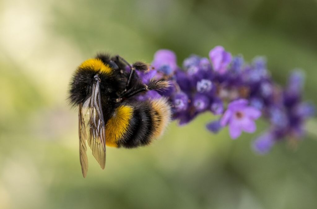 General 2nd – Bee On Lavender_Megan Chaplin