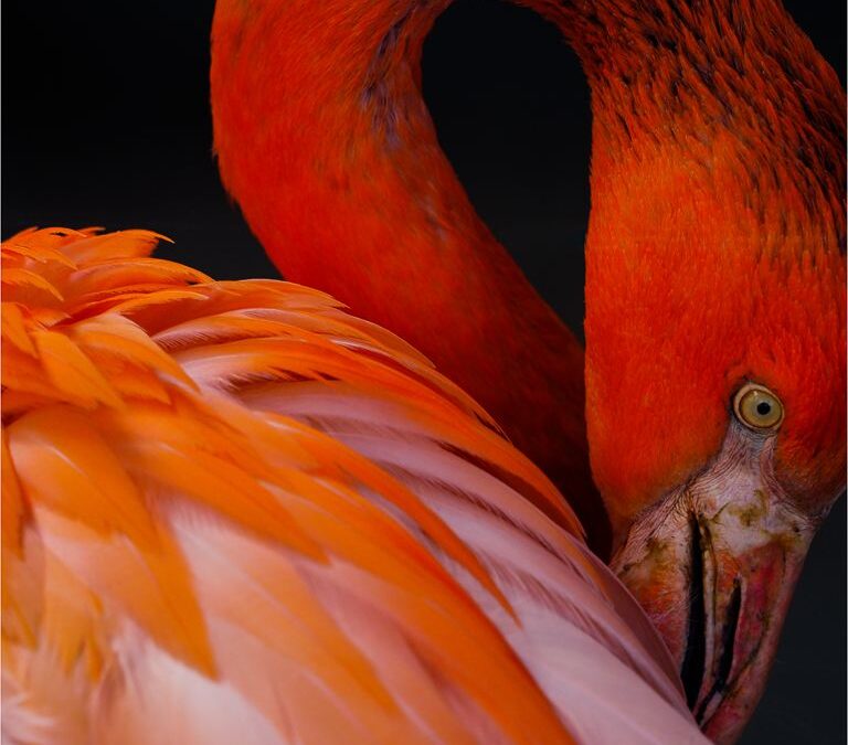 Primary 1st – Flamingo_Simon Merriman