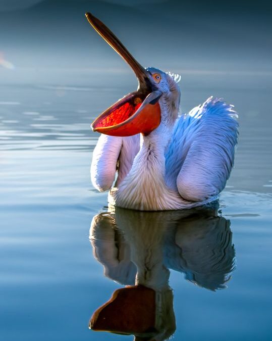 Dalmatian Pelican by Chris Smyth – Commended
