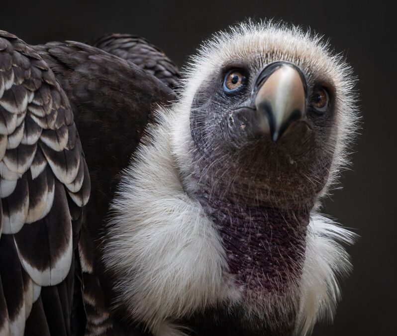 PDI 1st – Ruppell’s Griffon Vulture by Caroline Mockett