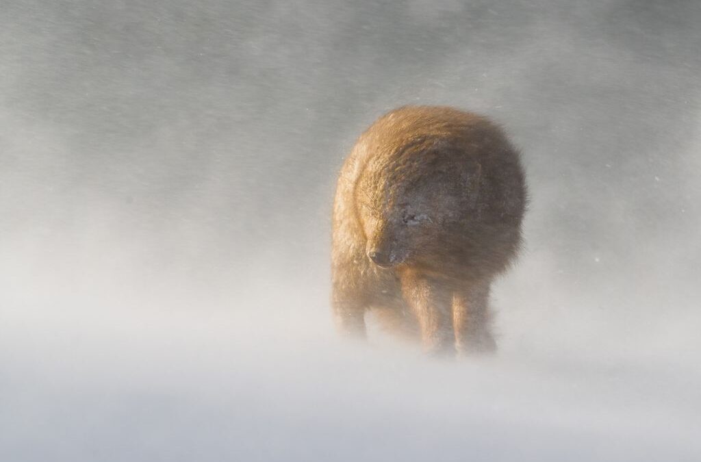 2nd Place – Arctic Fox in a Snowstorm_Simon Jenkins ARPS DPAGB BPE3