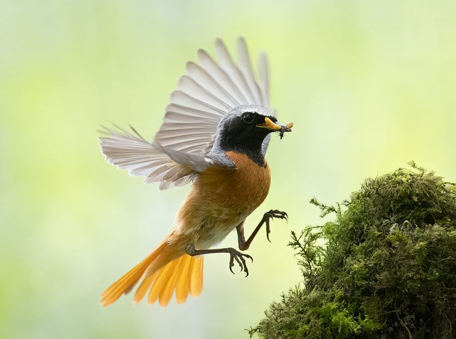 Advanced 2nd – Male Redstart with Lunch_ Martin Patten