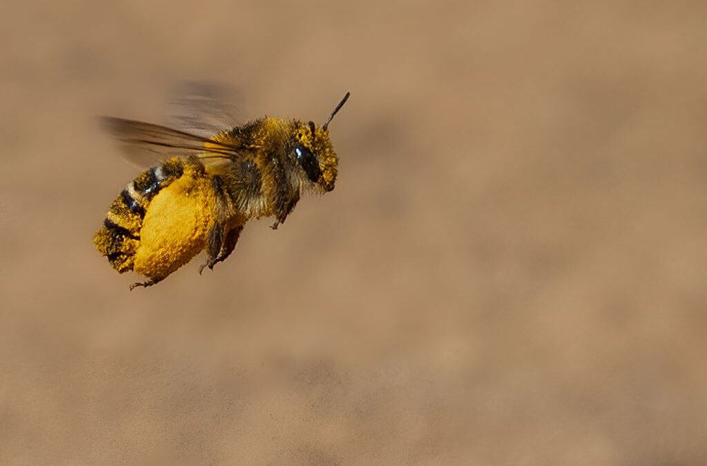 Advanced 1st Place – Pantaloon Bee in Flight_Terri Adcock