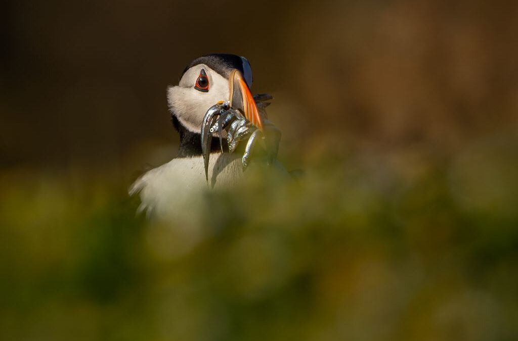 Set Subject 2nd Place – Puffin with Sand Eels_Simon Jenkins ARPS DPAGB BPE3