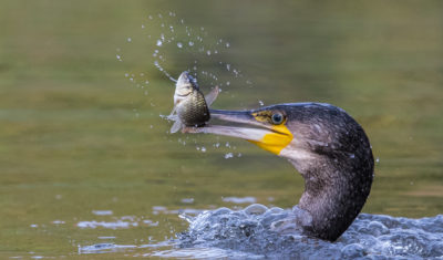Cormorant with Fish by Terri Adcock