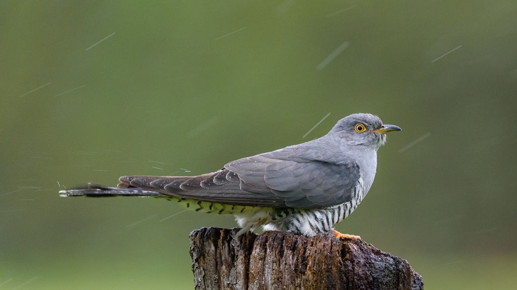 Advanced 2nd – Cuckoo in the Rain_Nigel Cox