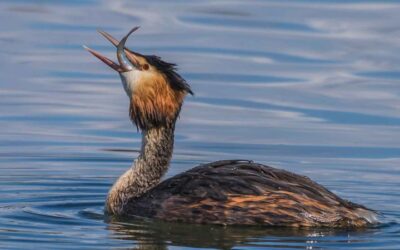 Advanced 3rd – Great Crested Grebe Swallowing Fish_Terri Adcok LRPS CPAGB BPE2