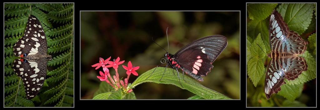 Triptych PDI 3rd – Butterflys_Martin Patten LRPS BPE1