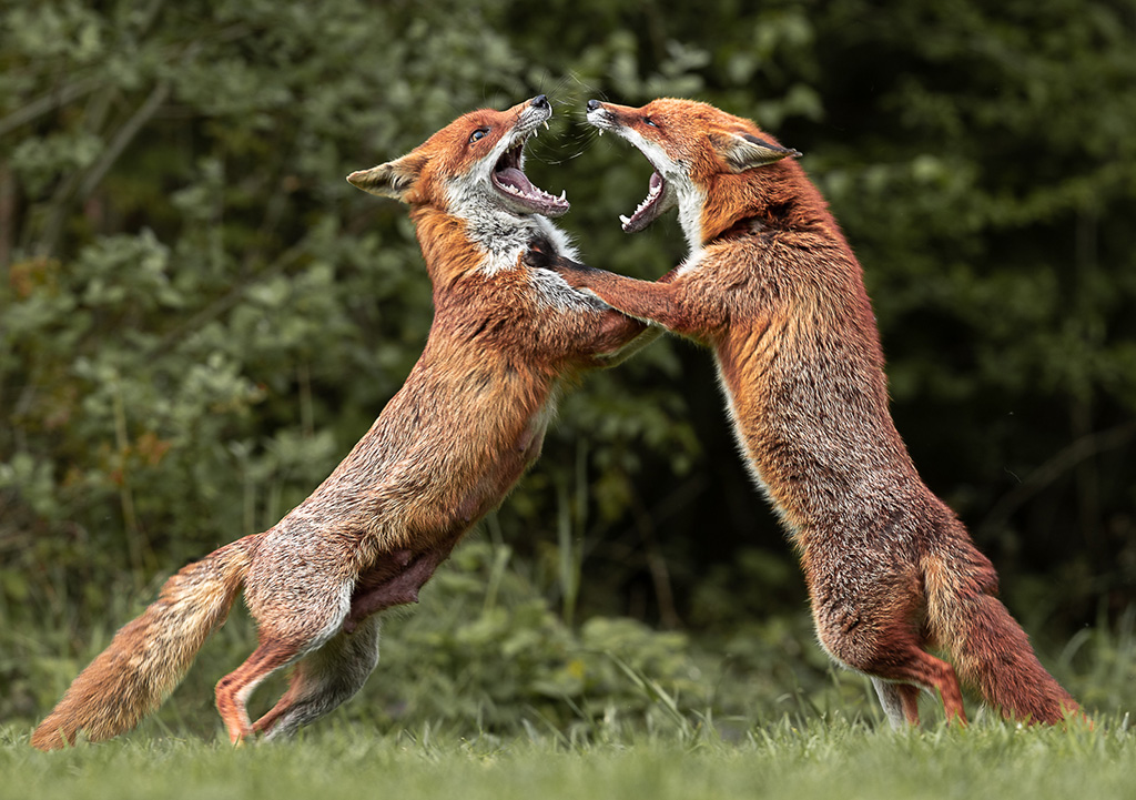 Fox fight by Terri Adcock
