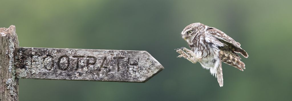 Advanced 3rd – Little Owl in Flight_Terri Adcock