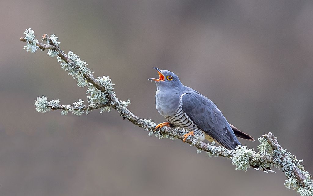 Calling Cuckoo by Terri Adcock – Best Wildlife