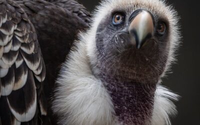 PDI 1st – Ruppell’s Griffon Vulture by Caroline Mockett