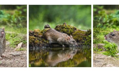 Triptych Print 2nd – Rowland Rat Goes for a Dip_Michelle Cirkel