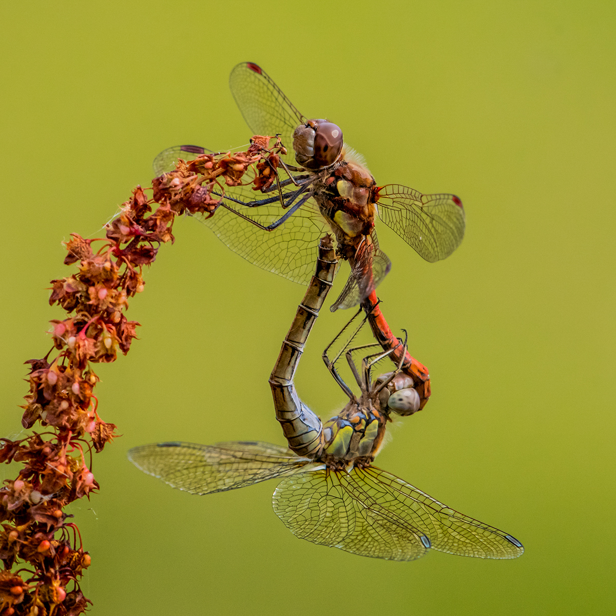 Mating Dragonflies by Simon Peters
