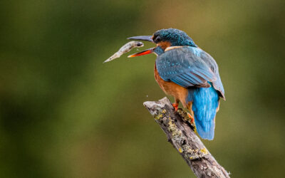 021-Kingfisher with Catch_Michelle Cirkel