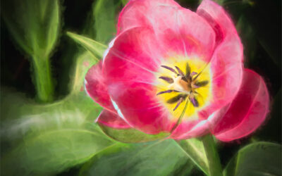 039-Open Tulip_Liz Ashford