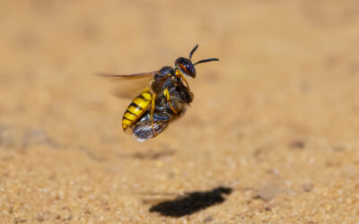 Commended 045-Beewolf Wasp with Honey Bee Prey_Simon Jenkins ARPS DPAGB BPE3