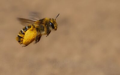 Advanced 1st Place - Pantaloon Bee in Flight_Terri Adcock
