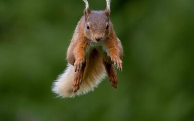 Advanced 2nd Place - Jumping Squirrel_Martin Patten