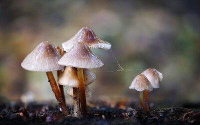 Advanced 2nd Place - Mycena_Peter Prosser