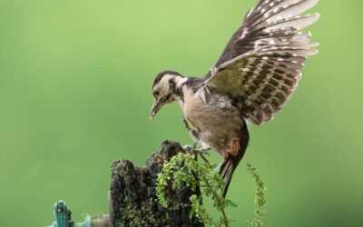 Advanced 3rd Place - Juvenile Woodpecker_Terri Adcock