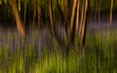 General 1st Place - Merlin's Wood_David Eckland
