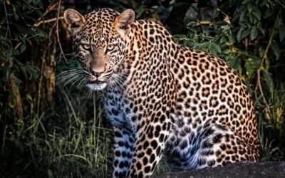 Intermediate 1st Place - Masai Mara Leopard_Lesley Fidell