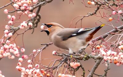 Intermediate 2nd Place - Bohemian Waxwing_Caroline Mockett