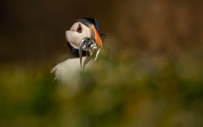Set Subject 2nd Place - Puffin with Sand Eels_Simon Jenkins ARPS DPAGB BPE3