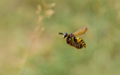 Advanced 1st Place - Beewolf Wasp with Honeybee Prey_Simon Jenkins ARPS DPAGB BPE3
