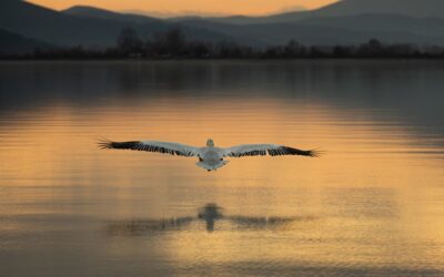 Advanced 3rd Place - Departing Pelican_Alison Jenkins