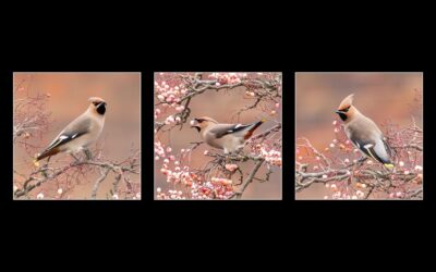 3rd Place - Triptych-Print - Bohemian Waxwings_Caroline Mockett