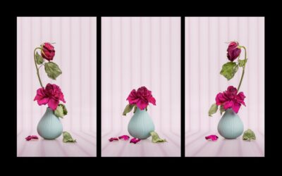 Highly Commended - Triptych-Print - Roses_Patrick Seehanach