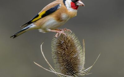 Intermediate 2nd Place - Goldfinch on a Teasel_Lesley Fidell