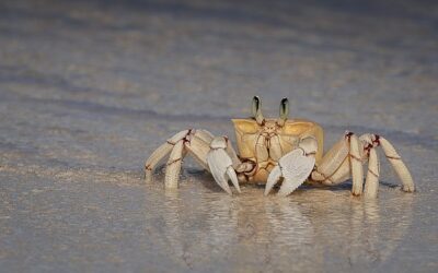 Advanced 1st Place - Crabby_Michelle Cirkel
