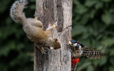 Advanced 1st Place - Squirrel vs Woodpecker_Lloyd Moore