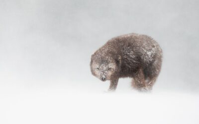 Advanced 2nd Place - Arctic Fox Extreme Weather_Alison Jenkins