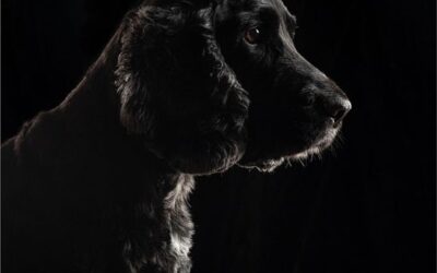 Advanced 3rd Place - Rim Lit Spaniel_Elaine Rushton