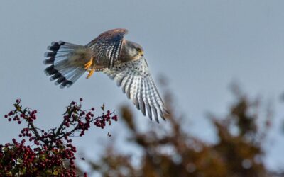 General 2nd Place - Kestrel Leap_Peter Rees
