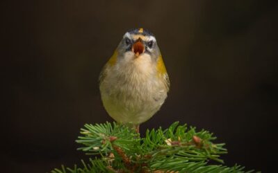 Intermediate 2nd Place - Firecrests Song for you_Grant Morgan