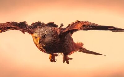 Intermediate 2nd Place - High Speed Attack at Dawn_Grant Morgan